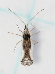 Leptopharsa heidemanni