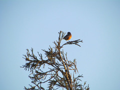 Turdus migratorius