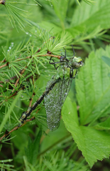 Ophiogomphus obscurus