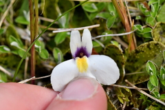 Mazus radicans