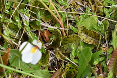 Mazus radicans