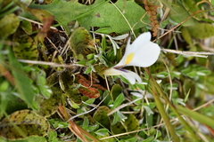 Mazus radicans