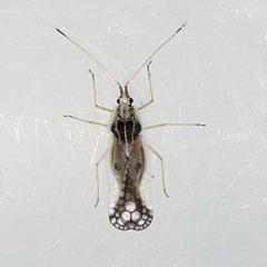 Leptopharsa heidemanni