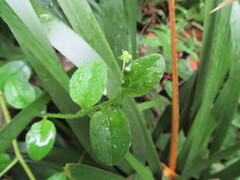 Hackelia latifolia