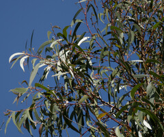 Eucalyptus globoidea