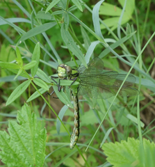 Ophiogomphus obscurus