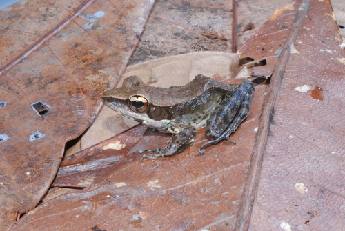 Rana observed 2008-07-20