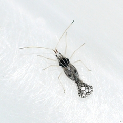 Leptopharsa heidemanni