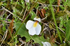 Mazus radicans