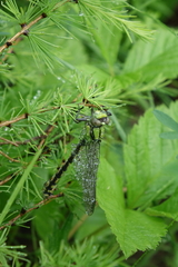 Ophiogomphus obscurus