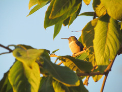 Selasphorus sasin