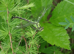 Ophiogomphus obscurus