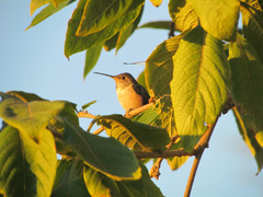 Selasphorus sasin
