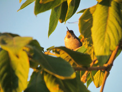 Selasphorus sasin