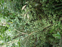 Teucrium parvifolium