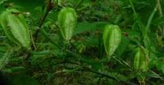 Lilium washingtonianum