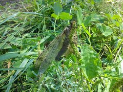 Dysmicohermes disjunctus