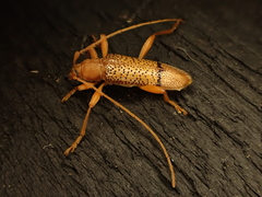 Xuthodes punctipennis