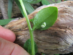 Hackelia latifolia