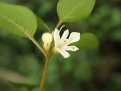 Teucrium parvifolium