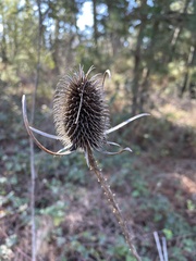 Dipsacus sativus