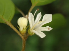 Teucrium parvifolium