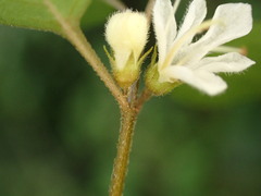 Teucrium parvifolium