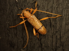 Xuthodes punctipennis