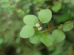 Teucrium parvifolium