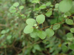 Teucrium parvifolium