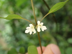 Teucrium parvifolium