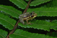 Ranoidea thesaurensis