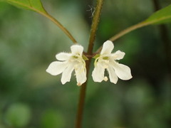 Teucrium parvifolium