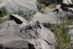 Liolaemus valdesianus