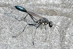 Eremnophila aureonotata