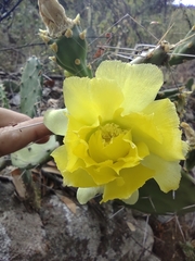 Opuntia guatemalensis