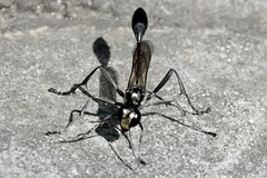 Eremnophila aureonotata