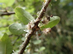 Olearia gardneri