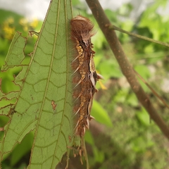 Morpho helenor