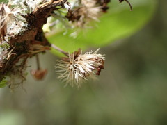 Olearia gardneri