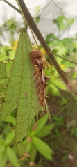 Morpho helenor