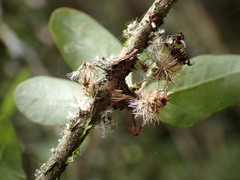 Olearia gardneri