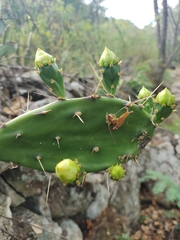 Opuntia guatemalensis