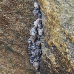 Echinolittorina placida