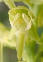 Platanthera obtusata