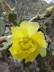 Opuntia guatemalensis