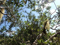 Pittosporum turneri