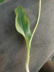 Platanthera obtusata