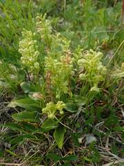 Platanthera obtusata