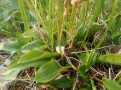 Platanthera obtusata